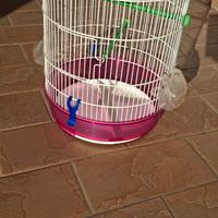 gabbietta per uccellini