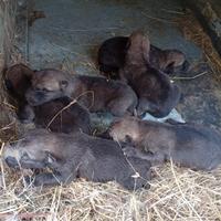 Cuccioli di CaneLupo (Wolfdog) cecoslovacco