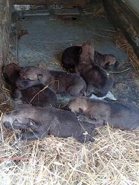 Cuccioli di CaneLupo (Wolfdog) cecoslovacco