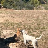 Meticcio jack russel