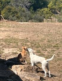 Meticcio jack russel