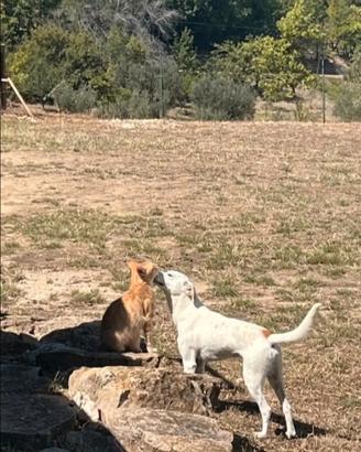 Meticcio jack russel