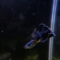 Guppy