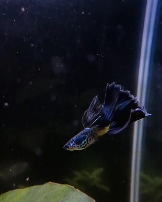 Guppy