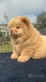 Chow chow maschio color crema