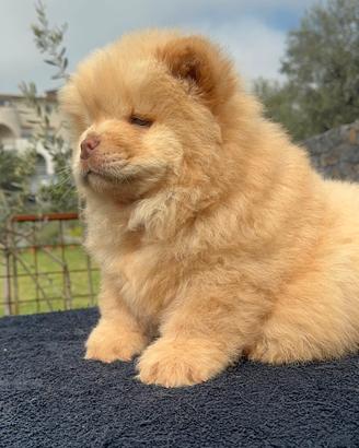 Chow chow maschio color crema