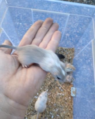 Gerbilli