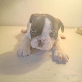 Bulldog francese