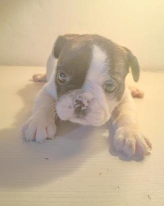 Bulldog francese