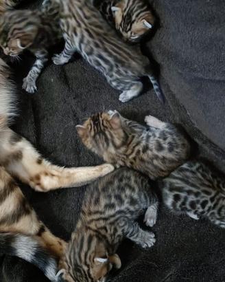 Cuccili Bengals
