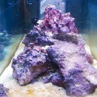 Rocce per acquario marino