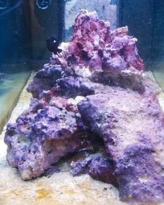 Rocce per acquario marino