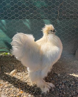 Gallo moroseta