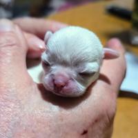 Cuccioli T. G piccola chihuahua ENCI