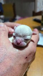 Cuccioli T. G piccola chihuahua ENCI