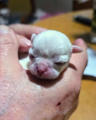 Cuccioli T. G piccola chihuahua ENCI
