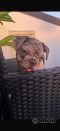 Cucciolo bulldog francese