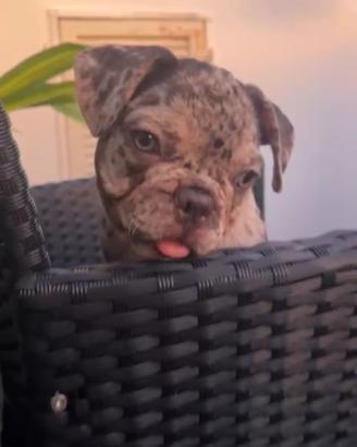 Cucciolo bulldog francese