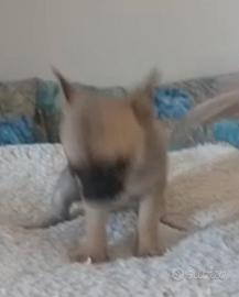 Cuccioli chihuahua