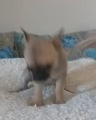 Cuccioli chihuahua