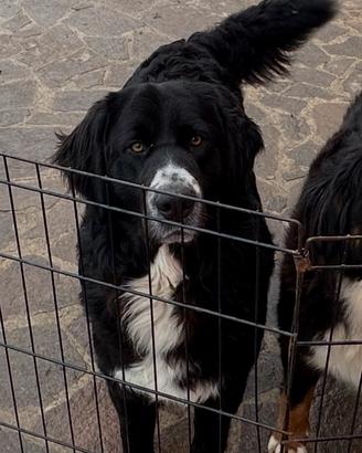 Simil bovaro del Bernese
