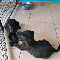 Labrador neri di 2 mesi