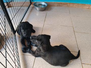 Labrador neri di 2 mesi
