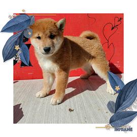 Shiba inu