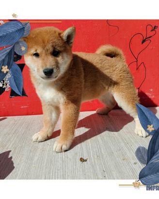 Shiba inu
