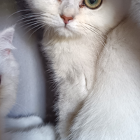Cuccioli di BRITISH silver