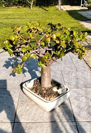 Bonsai di Crassula Ovata 