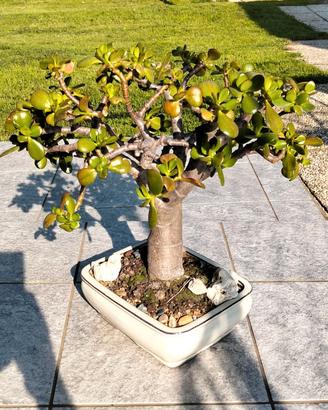 Bonsai di Crassula Ovata 
