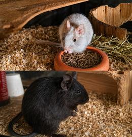 Degu del cile SUPER