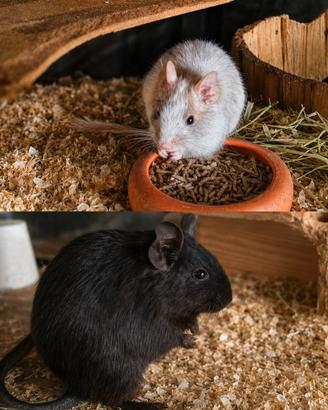 Degu del cile SUPER
