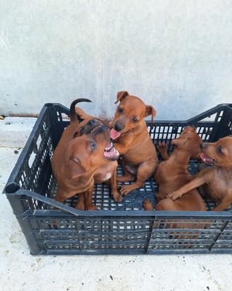 cuccioli pincher 
