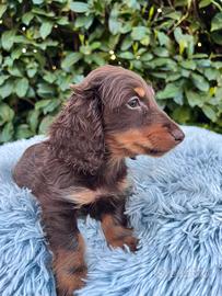 Splendida Cucciola di Bassotto a Pelo Lungo