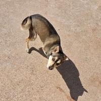 Meticcio Cirneco/Husky