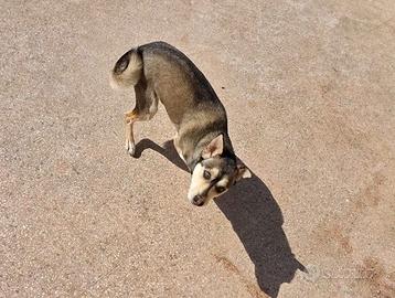 Meticcio Cirneco/Husky
