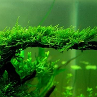 Muschio di Java piante acquario