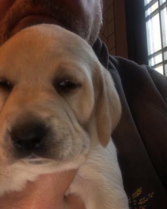 Labrador