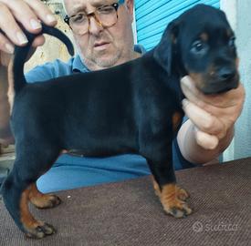 Cuccioli di dobermann