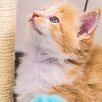 Cuccioli di Maine Coon
