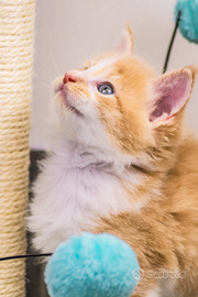 Cuccioli di Maine Coon