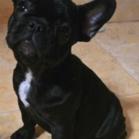 Cuccioli Bulldog Francese