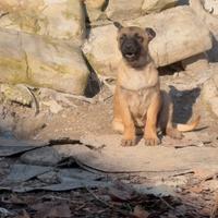Cucciola Pastore Belga Malinois