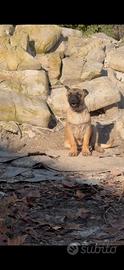 Cucciola Pastore Belga Malinois