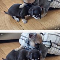 Chihuahua maschio pelo corto