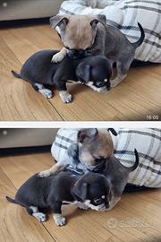 Chihuahua maschio pelo corto