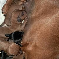 Cuccioli di bassotto nano e kaninchen