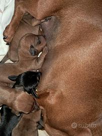 Cuccioli di bassotto nano e kaninchen